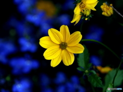 イトバハルジャギク21-①