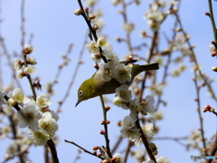 春メジロ27