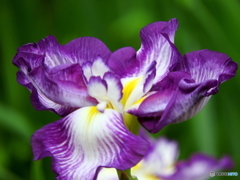 花菖蒲06