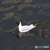 ユリカモメ42