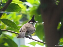 コウラウン