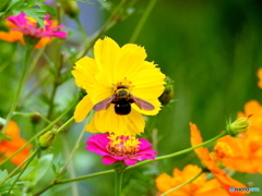 花と蜂⑤