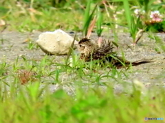 ヒバリ18