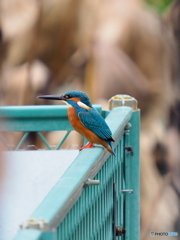 カワセミ443