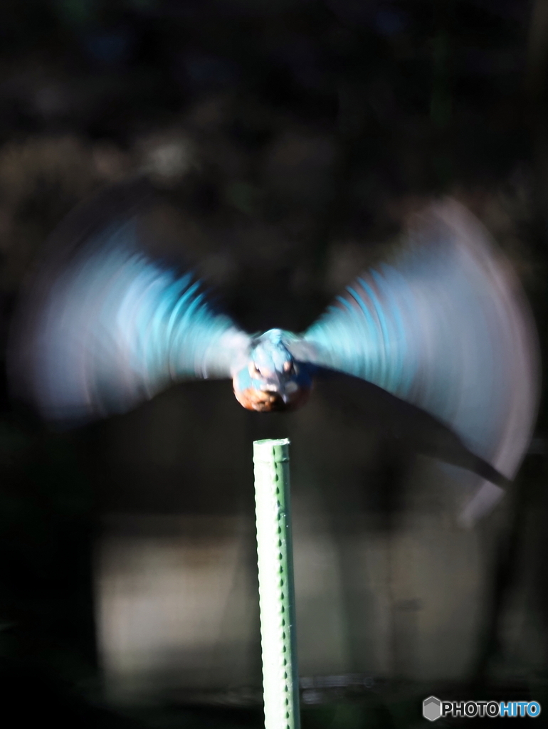 カワセミ552