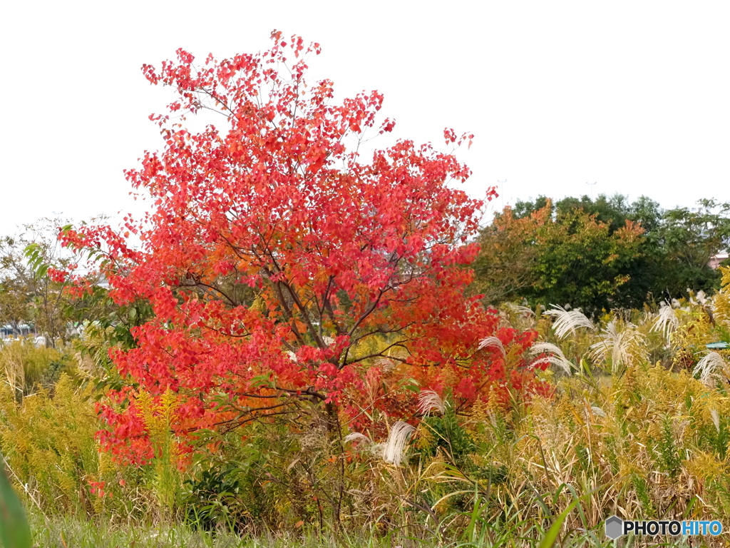 紅葉22-②
