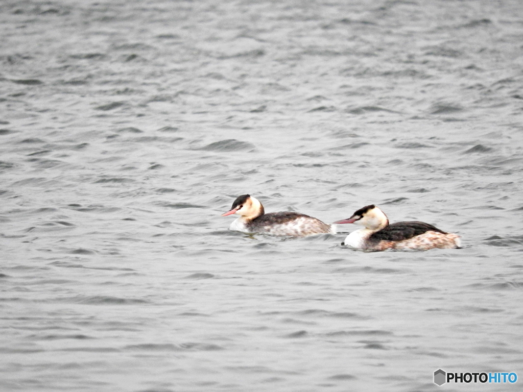 カンムリカイツブリ14