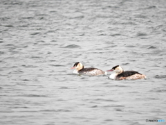 カンムリカイツブリ14