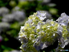 紫陽花03