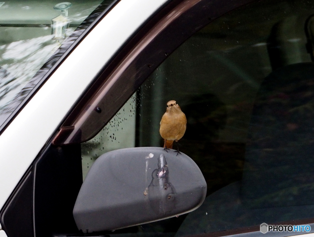 ジョウビタキ32