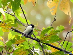 シジュウカラ398