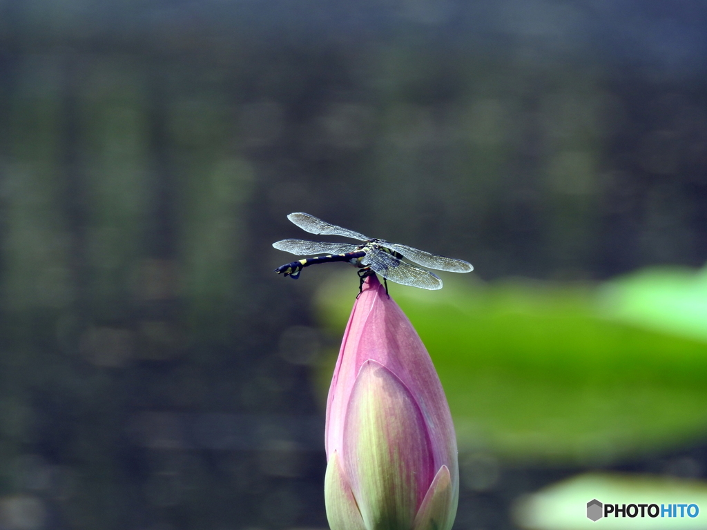 花とトンボ18-⑥