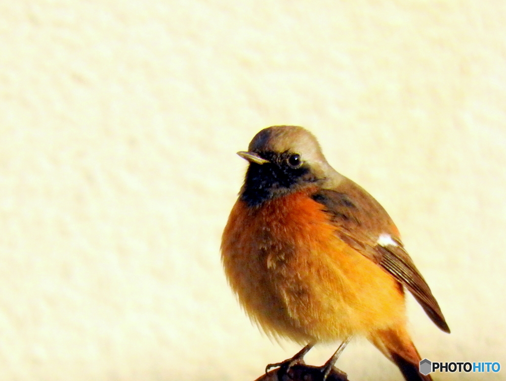 ジョウビタキ20