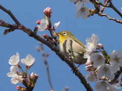 春メジロ268