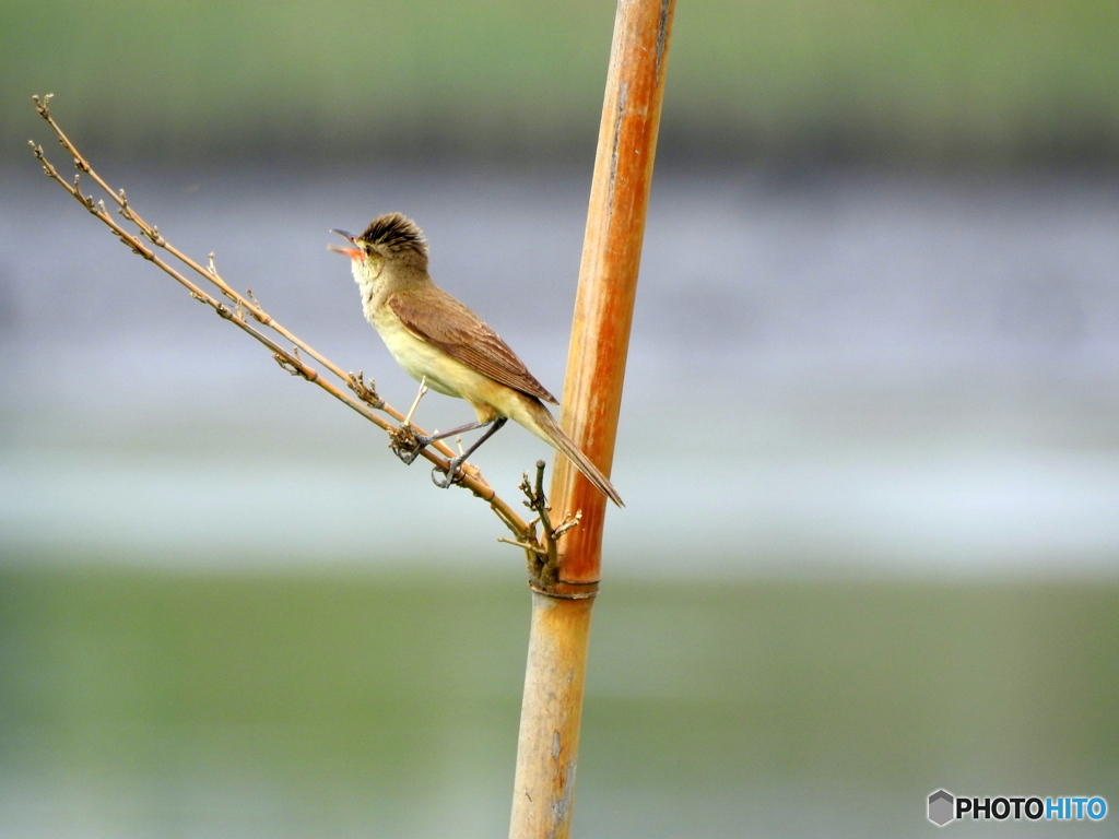 オオヨシキリ87