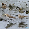 ハマシギ・トウネン25-①