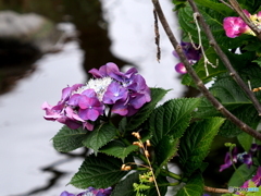 紫陽花21-10