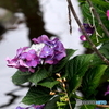 紫陽花21-10
