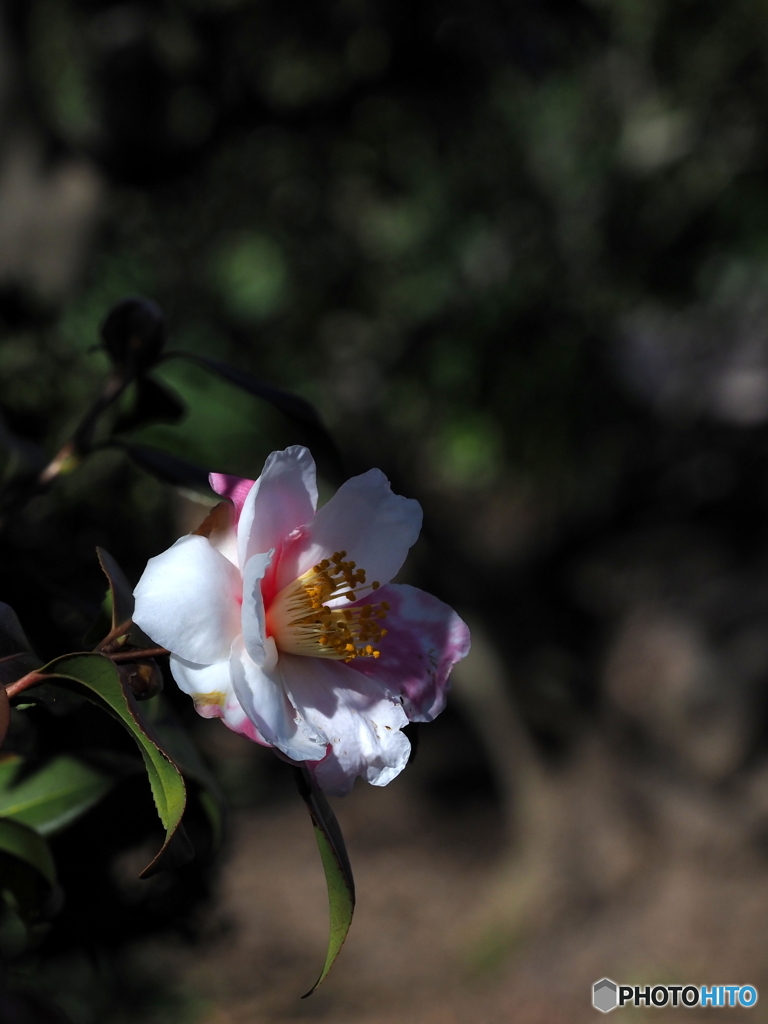 山茶花22-⑥