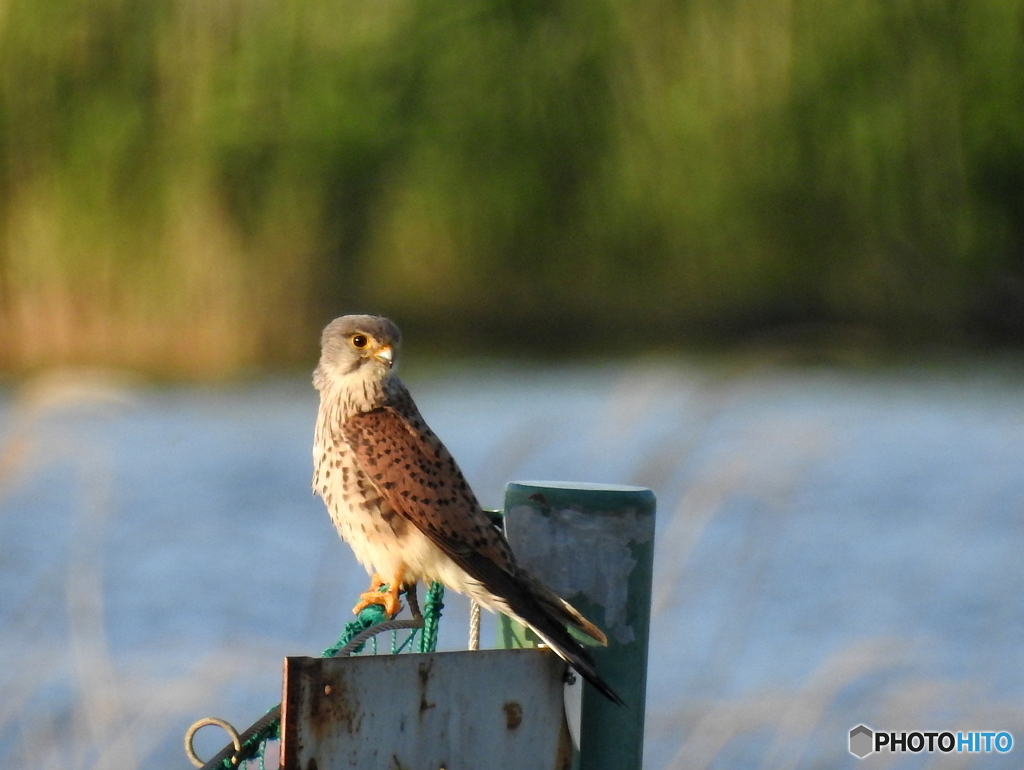 チョウゲンボウ31
