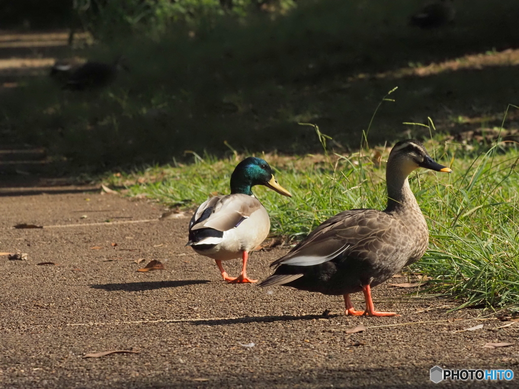 マガモ・カルガモ25-①