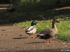 マガモ・カルガモ25-①