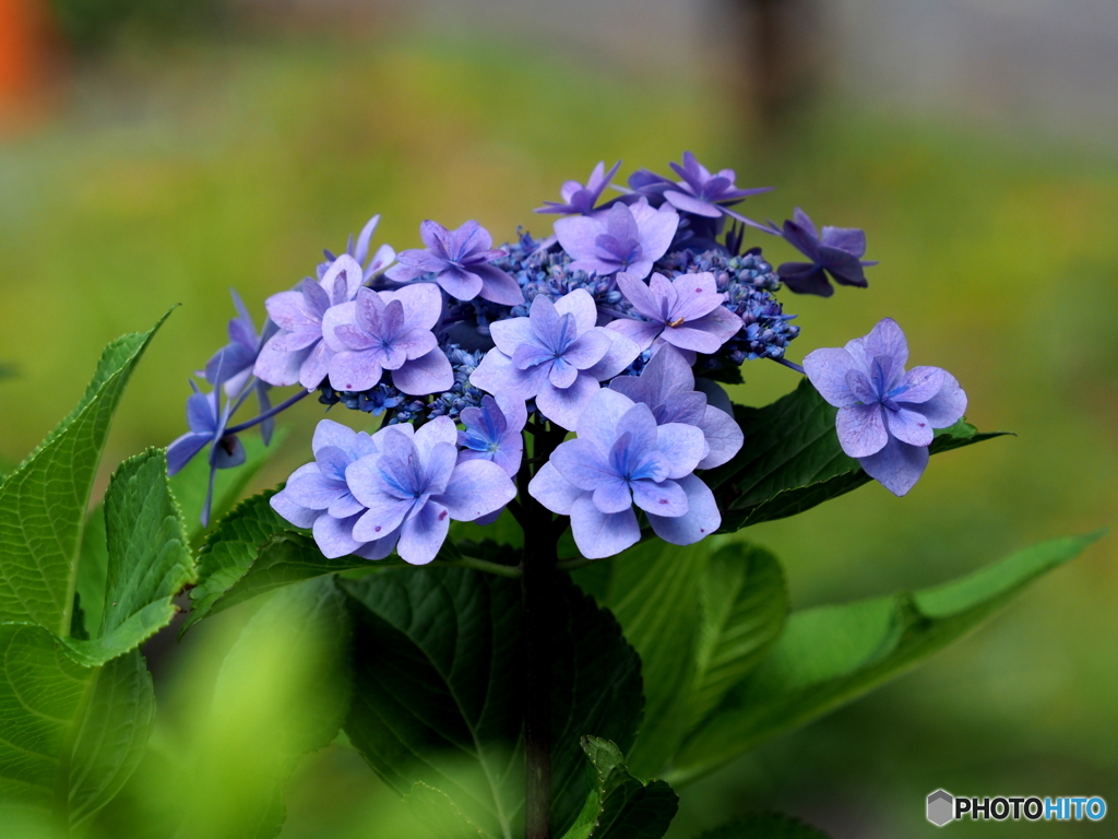 紫陽花21-⑨