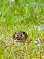 ヒバリ21