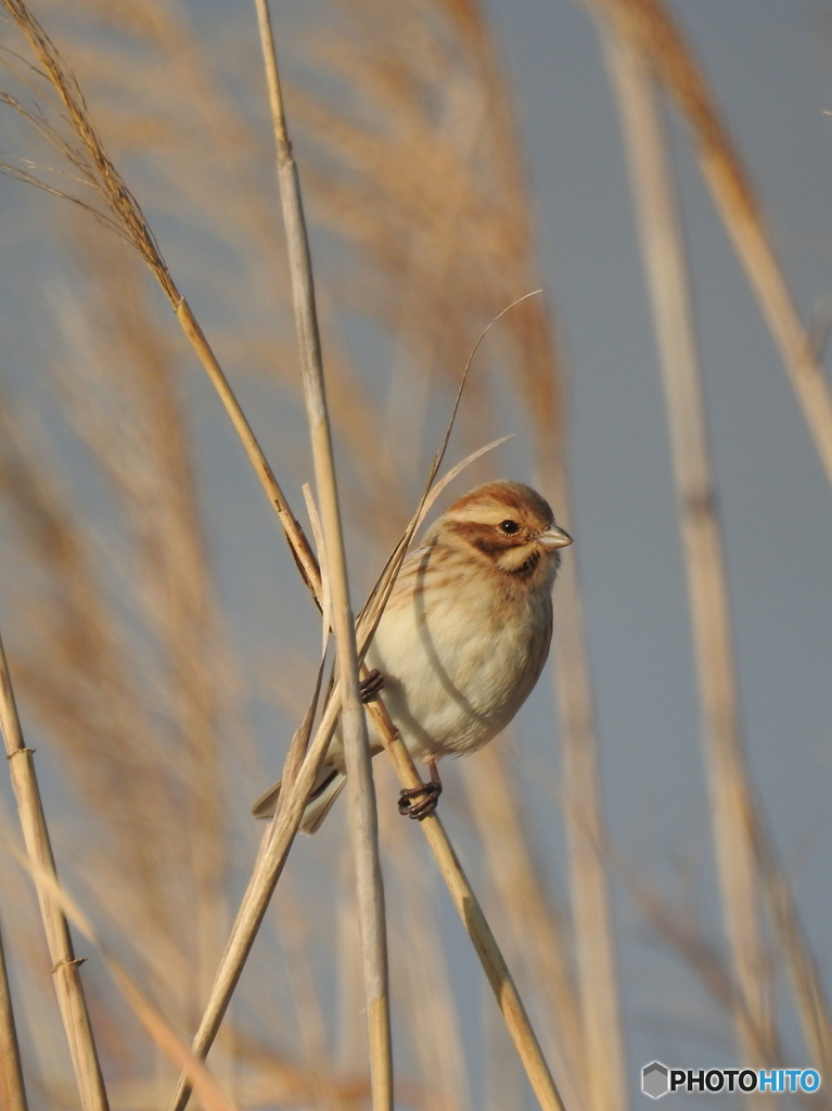 オオジュリン94