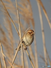 オオジュリン94