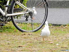 ユリカモメ17