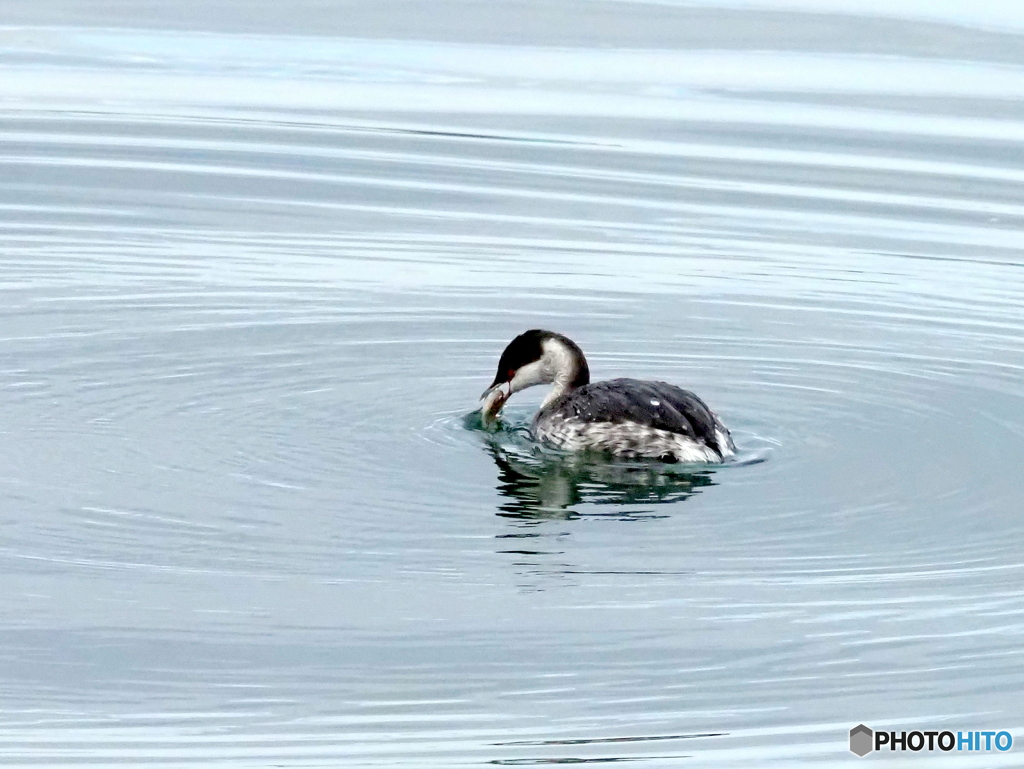 ミミカイツブリ25