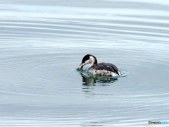 ミミカイツブリ25