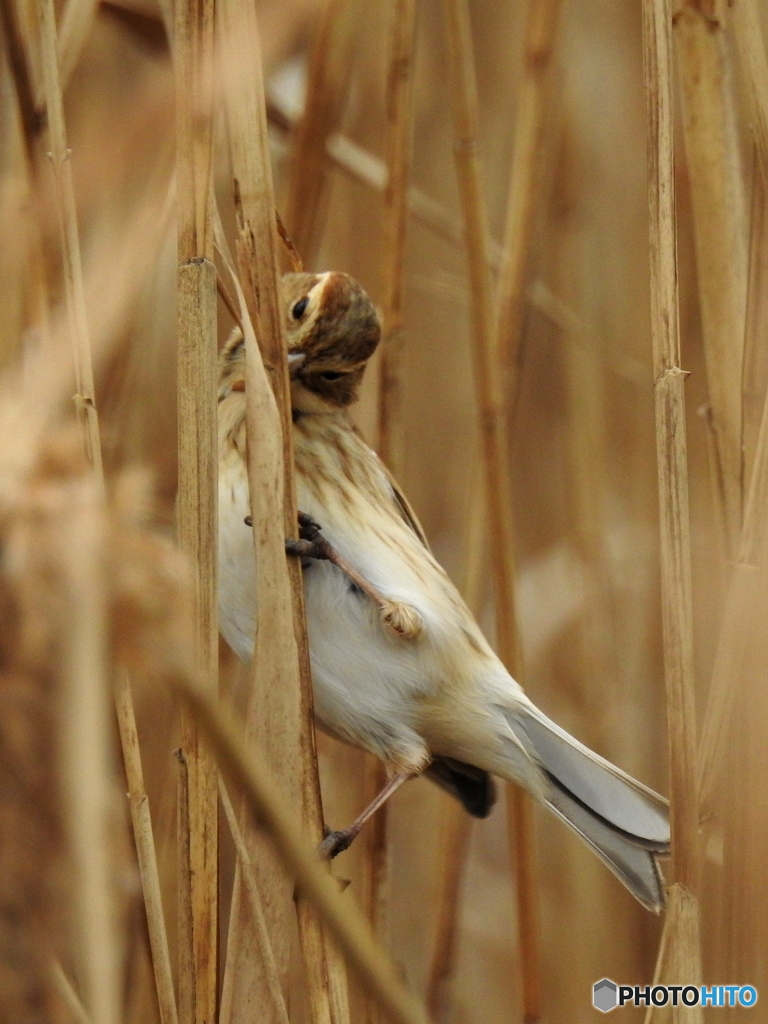 オオジュリン82