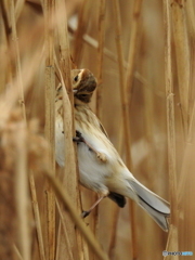 オオジュリン82