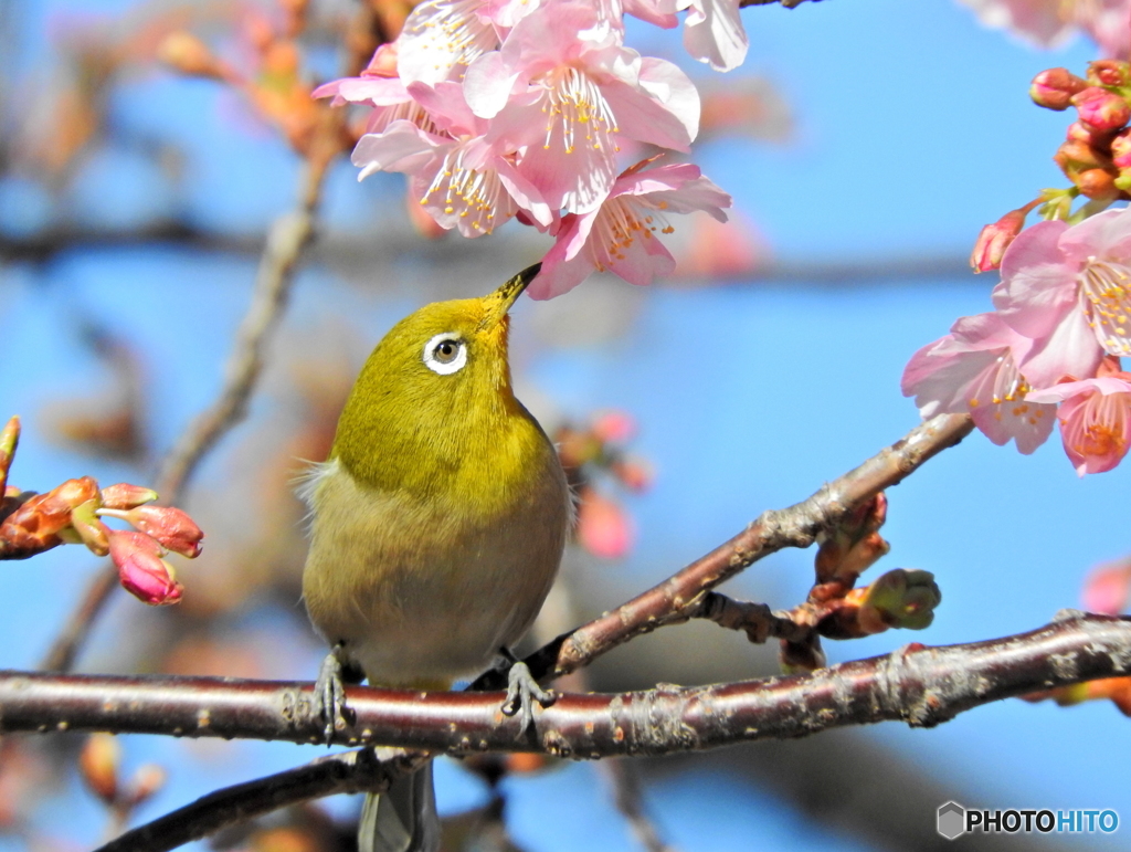 春メジロ52