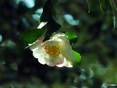 山茶花24-①
