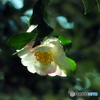 山茶花24-①