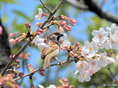 スズメ19