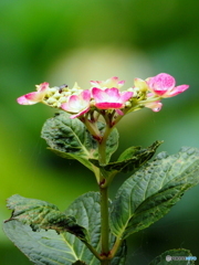 紫陽花19-20