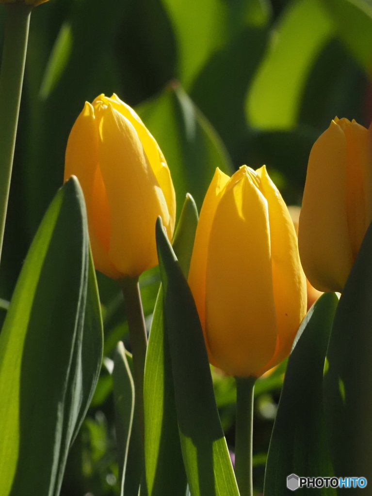 チューリップ26-⑤