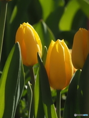 チューリップ26-⑤