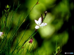 白蝶花