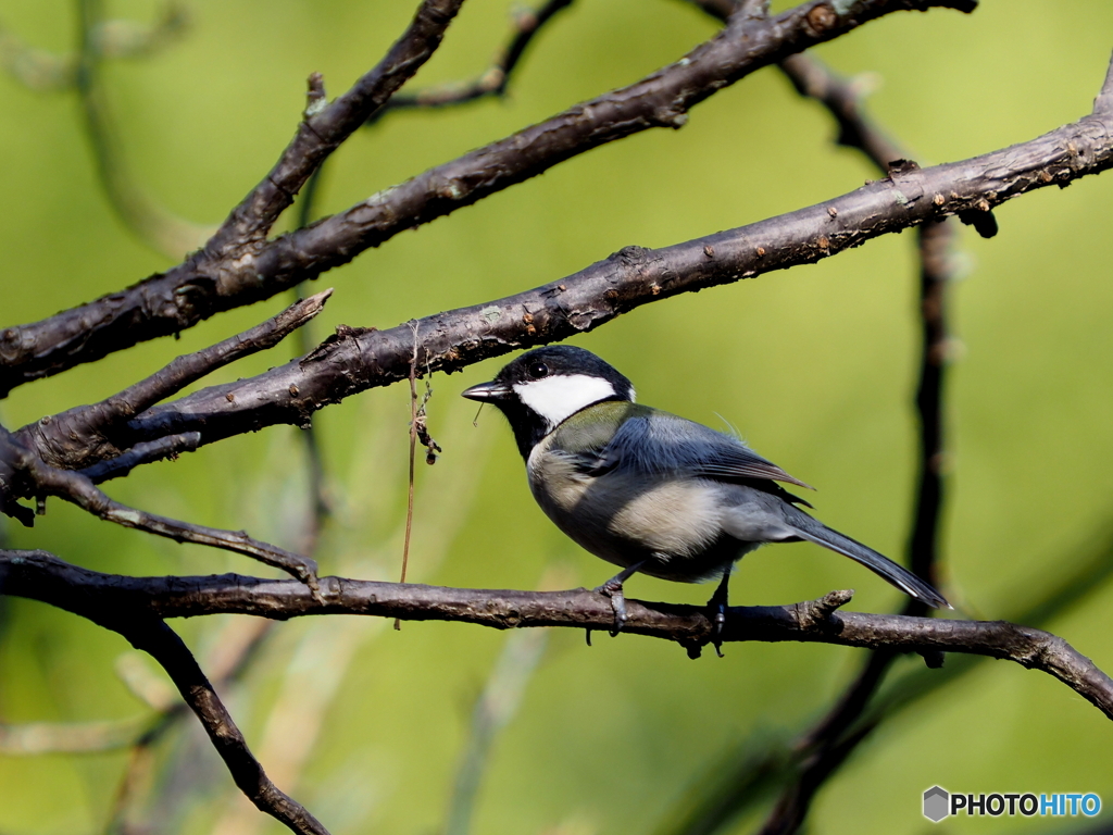 シジュウカラ300
