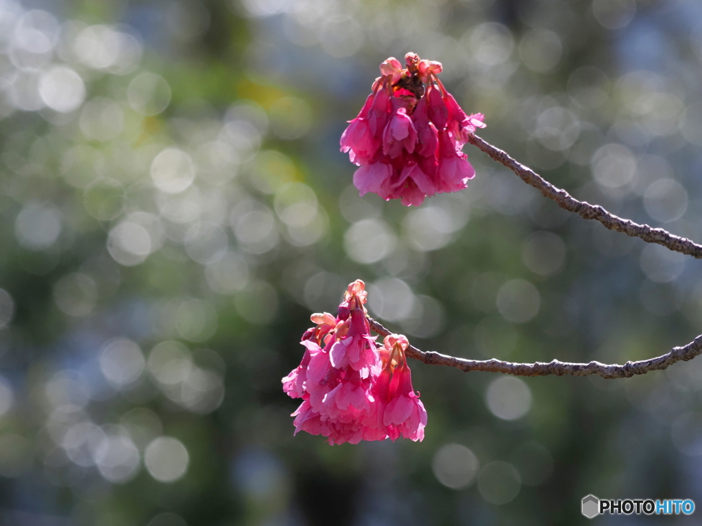 寒緋桜24-②
