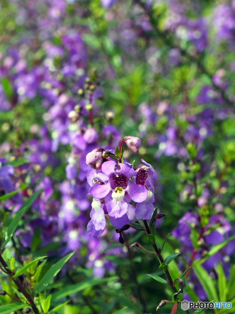 サルビアインディゴスパイ