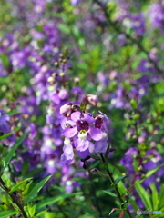 サルビアインディゴスパイ