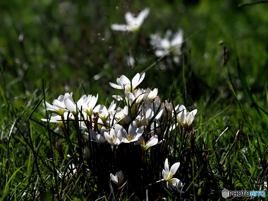 タマスダレ23-②