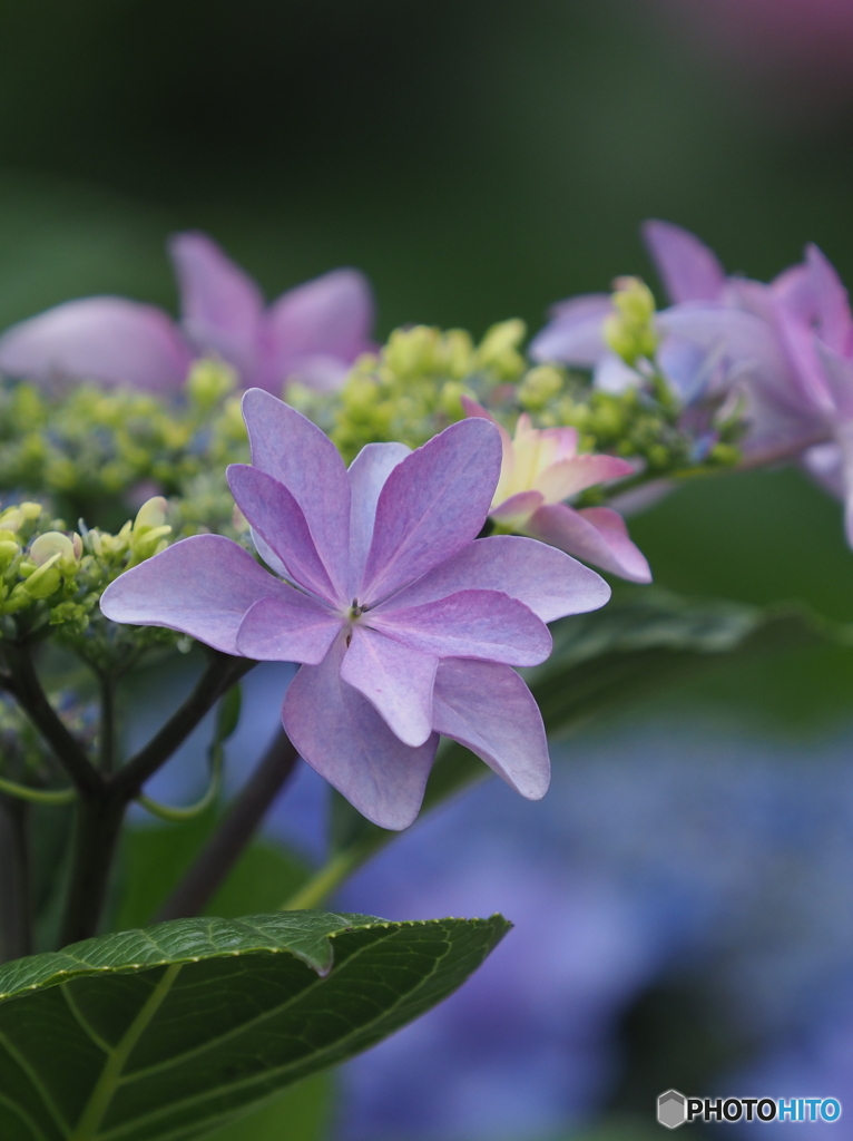 紫陽花22-⑧