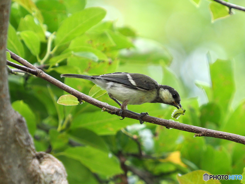 シジュウカラ293